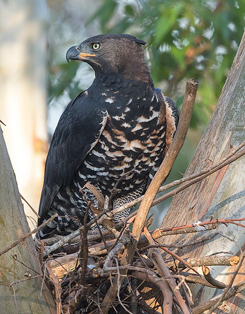 Crowned Eagle male